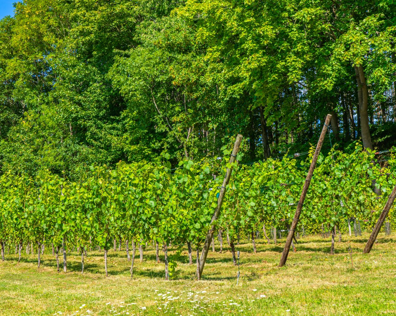 Wijngaard-met-bos-op-achtergrond