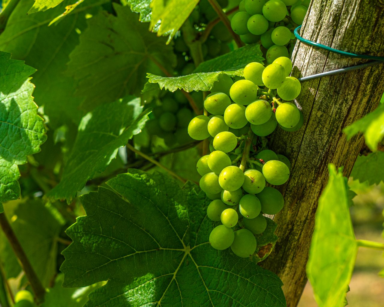 Close-up-trosje-druiven-in-wijngaard