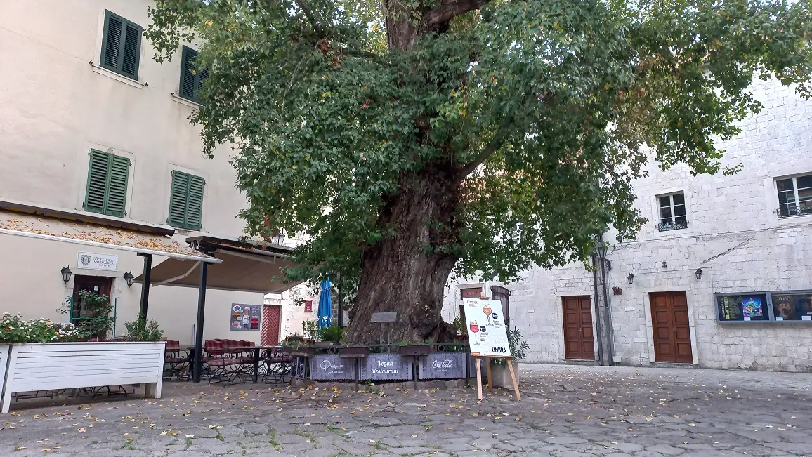 Ombra buitenterras met grote boom in Kotor